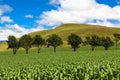 Maize Field Green Trees Mountains Royalty Free Stock Photo