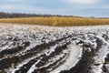 Maize field at late fall season Royalty Free Stock Photo