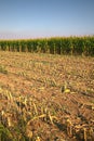 A maize field with scythed plants in the countryside in late summer. during harvesting