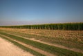 A maize field with scythed plants in the countryside in late summer. during harvesting Royalty Free Stock Photo