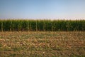 A maize field with scythed plants in the countryside in late summer. during harvesting Royalty Free Stock Photo