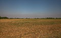 A maize field with scythed plants in the countryside in late summer. during harvesting