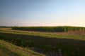 A maize field with scythed plants in the countryside in late summer. during harvesting Royalty Free Stock Photo