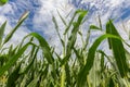 Maize field