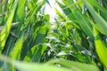 In the maize field Royalty Free Stock Photo