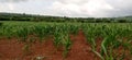 A maize field well weeded weeds