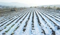 Maize field in winter