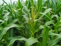 Maize flower tassel sway in the late summer breeze. Green corn field Royalty Free Stock Photo