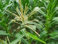 Maize flower tassel sway in the late summer breeze. Green corn field Royalty Free Stock Photo