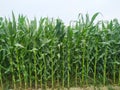 Maize flower tassel sway in the late summer breeze. Green corn field Royalty Free Stock Photo