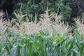 Maize flowers are standing high and it started to develop yield. In some days it is ready for harvesting