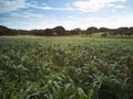 Maize green agricultural field