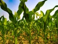 Maize green leaf of a plant or flower. Corn pure nature close up. Cloud blue sky Nepal