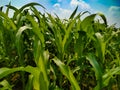 Maize green leaf of a plant or flower. Corn pure nature close up. Cloud blue sky Nepal