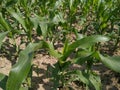 Maize green leaf of a plant or flower. Pure nature close up. Nepal