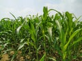 Maize green leaf of a plant or flower. Pure nature close up. Nepal