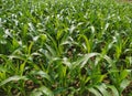 Maize green leaf of a plant or flower. Pure nature close up. Nepal Royalty Free Stock Photo