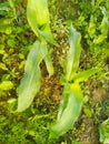 Maize green leaf of a plant or flower with water drops from the rain. Pure nature close up. Royalty Free Stock Photo