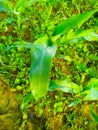 Maize green leaf of a plant or flower with water drops from the rain. Pure nature sunlight close up. Royalty Free Stock Photo