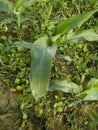 Maize green leaf of a plant or flower with water drops from the rain. Pure nature close up. Royalty Free Stock Photo