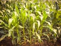 Maize green leaf of a plant or flower. Pure nature sunlight close up. Nepal Royalty Free Stock Photo