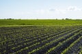 Maize growing on agricultural field. The concept of agriculture, healthy eating, organic food. Rows of young corn plants Royalty Free Stock Photo