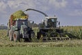 Maize harvest time