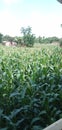 Maize has become a staple food in many parts of the world india