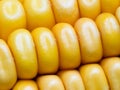 Maize kernels in regular rows in the mature ear with husks. Detail
