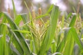 Maize leaves in a farm. Green healthy plants are ready to give a yield soon. These are food for both humans and cattles.