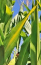 Maize leaves Royalty Free Stock Photo