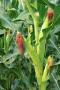 Maize plant Royalty Free Stock Photo