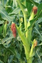 Maize plant