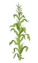 Maize plant. Corn cobs. Zea mays. Green leaves. Vector colour illustration. Agriculture harvest.