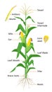 Maize plant diagram, infographic elements with the parts of corn plant, anthers, tassel, corn ears, cobs, roots, stalks Royalty Free Stock Photo