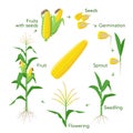 Maize plant growth infographic elements from seeds to fruits, mature corn ears. Seedling, germination, planting Royalty Free Stock Photo