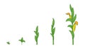 Maize plant. Growth stages. Ripening period. The life cycle of the corn. Contour green line vector infographic