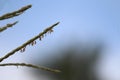 Maize plant husk like part in front of beautiful nature view Flower of corn develops this kind of beautiful stuff Royalty Free Stock Photo