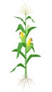 Maize plant isolated on white background with yellow corncobs, green leaves and roots vector illustration in flat design Royalty Free Stock Photo
