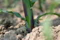 The maize plant possesses a simple stem of nodes and internodes