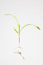 Maize plant seedling