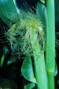 Maize plants female Royalty Free Stock Photo