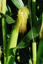 Maize plants female Royalty Free Stock Photo