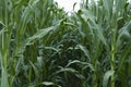 View into cornfield in summer Royalty Free Stock Photo