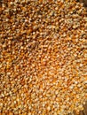 Makka Seed, Corn Seeds, Yellow Maize seed -image Royalty Free Stock Photo