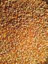 Makka Seed, Corn Seeds, Yellow Maize seed -image