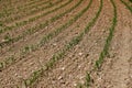 Maize seedling in the agricultural field.