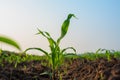Maize seedling in agricultural garden, Growing Young Green Corn Royalty Free Stock Photo