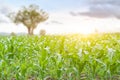 Maize seedling field at sunrise background. Agriculture countryside landscape