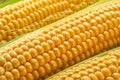 Maize seeds in corn cob covered with small water drops. Macro shot